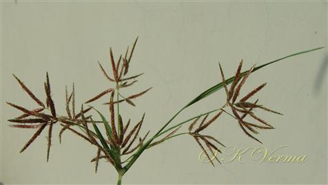 Inflorescence (Anthela)